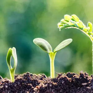 Procés de creixement d'una planta per il·lustrar el curs de coaching de fortaleses